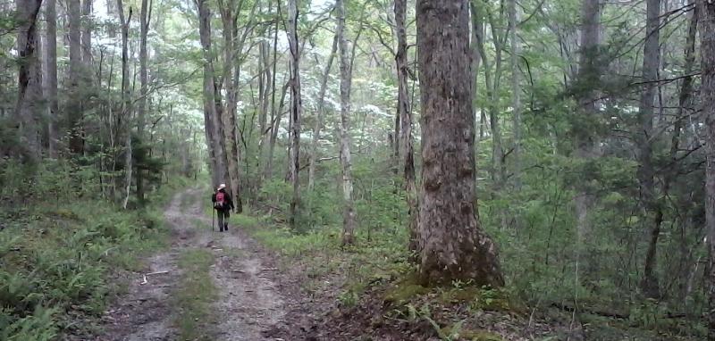 Trail to Burton Ogle (Old Sugarlands) Cemetery